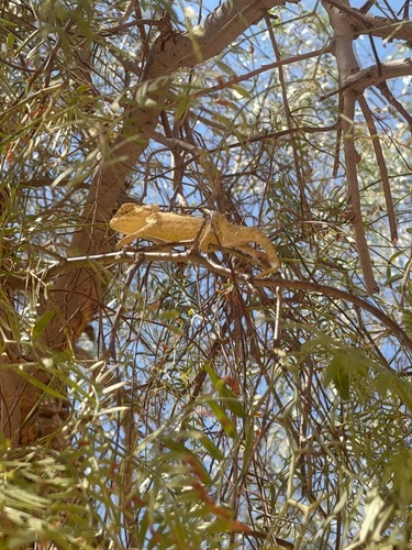 Common Chameleon