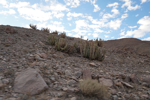 Corryocactus brevistylus, photograph 1