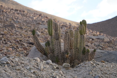 Corryocactus brevistylus
