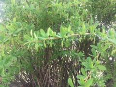 Berberis vulgaris