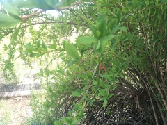 Berberis vulgaris
