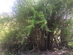 Berberis vulgaris