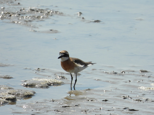 iNaturalist image