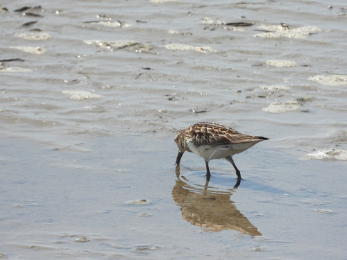 iNaturalist image