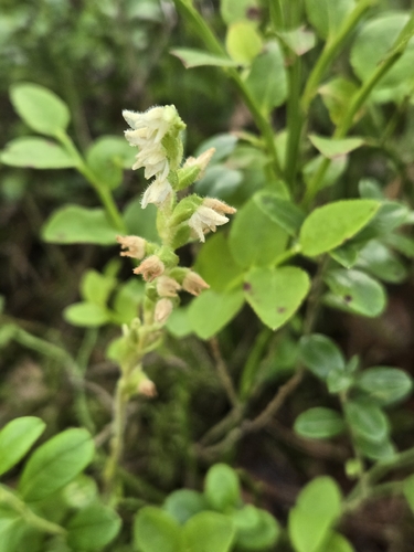 Goodyera repens observed 2026-07-22