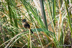 Microspingus cabanisi