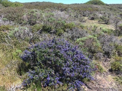 Ceanothus dentatus