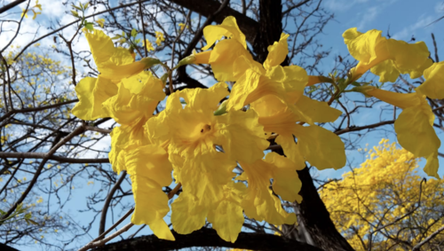 Handroanthus chrysanthus image