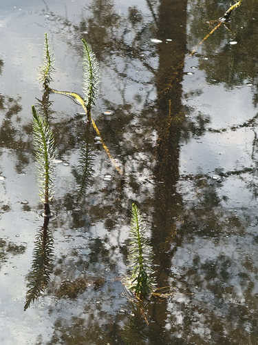 iNaturalist observation photo of Common Mare's Tail