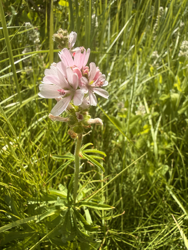 iNaturalist observation photo of Oregon Checker-mallow