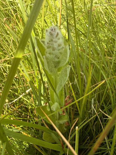 iNaturalist observation photo of whitestem hedgenettle