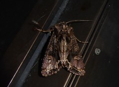 Ichneutica skelloni