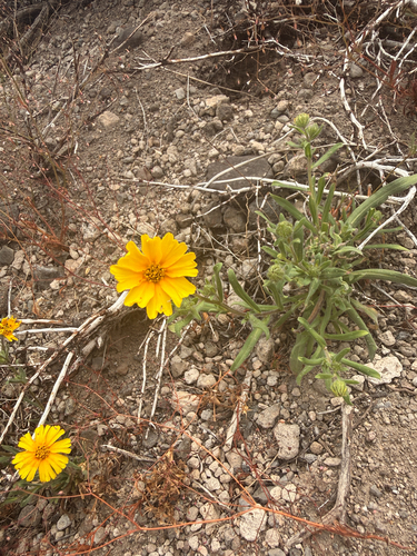 iNaturalist observation photo of Common Madia