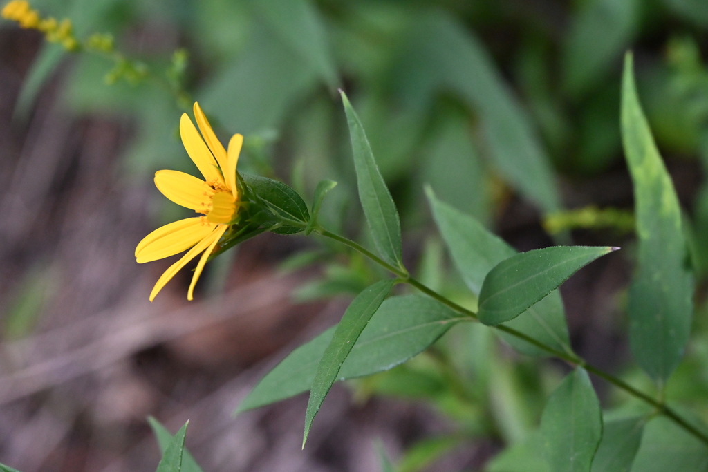 Helianthus hirsutus; photograph author not stated, no rights reserved