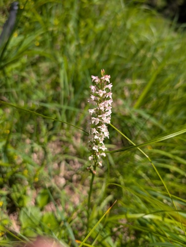 Gymnadenia odoratissima, photograph 3