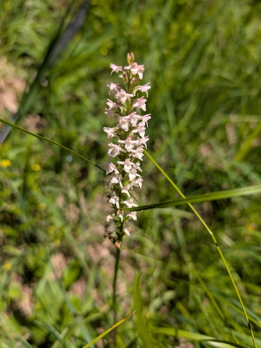 Gymnadenia odoratissima, photograph 2