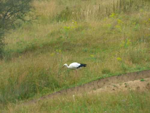 White Stork