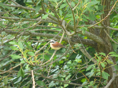Red-backed Shrike