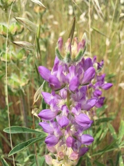 Lupinus microcarpus microcarpus