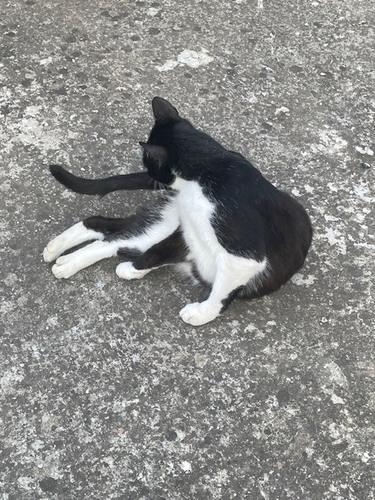 Domestic Cat