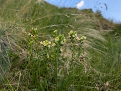 Pedicularis tuberosa