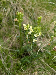(c) Mike Noren, some rights reserved (CC BY-SA) Pedicularis tuberosa, photograph (c) Mike Noren, some rights reserved (CC BY-SA)
