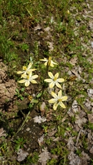 Triteleia ixioides scabra