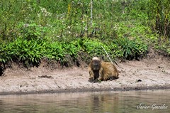 Hydrochoerus hydrochaeris