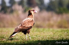 Caracara plancus
