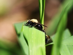 Laphria flavicollis