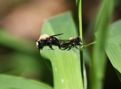Laphria flavicollis