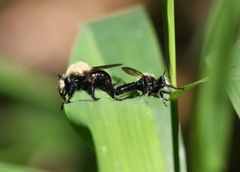 Laphria flavicollis