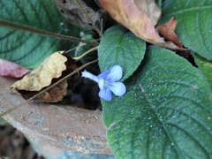 Streptocarpus formosus