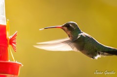 Chlorostilbon lucidus