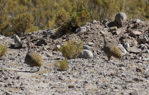 Puna Tinamou (Tinamotis pentlandii), photo 4
