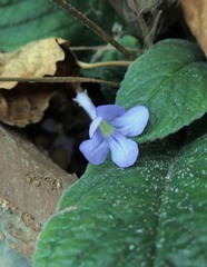 Streptocarpus formosus