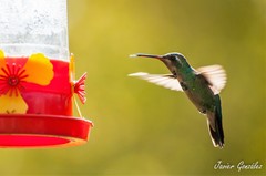 Chlorostilbon lucidus