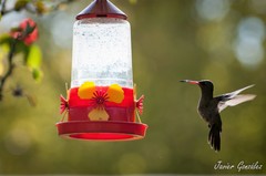 Chlorostilbon lucidus