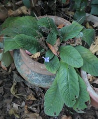 Streptocarpus formosus