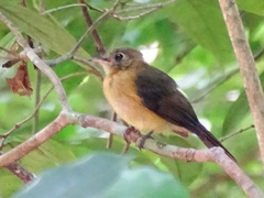 Myiobius sulphureipygius