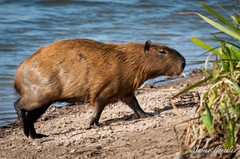 Hydrochoerus hydrochaeris