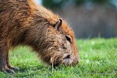 Hydrochoerus hydrochaeris