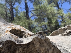 Sceloporus tristichus