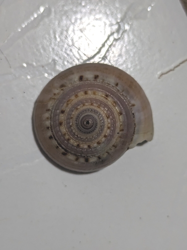 Architectonica nobilis, 2026-07-22