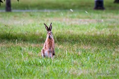 Lepus europaeus