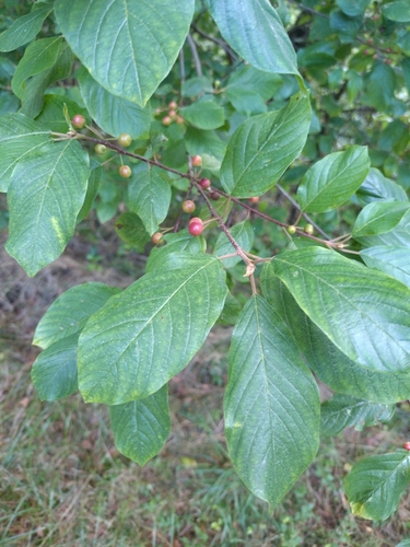 alder buckthorn