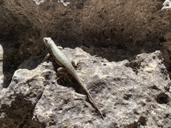 Sceloporus tristichus