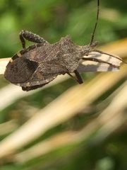 Acanthocoris sordidus