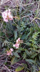 Valeriana tuberosa
