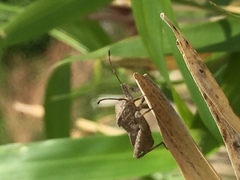 Acanthocoris sordidus